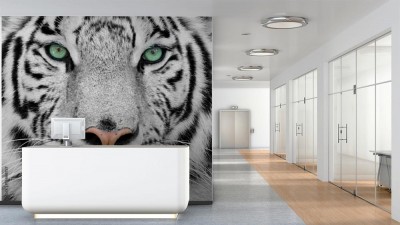 Fototapeta Drapieżne spojrzenie białego tygrysa