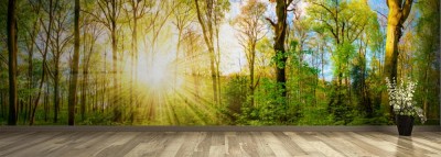 Fototapeta Las na wiosnę w promieniach słońca