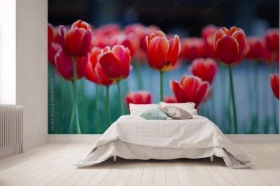 Fototapeta Wiosenny krajobraz tulipanów w parku