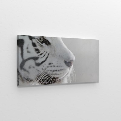 Obraz na płótnie Portret białego tygrysa