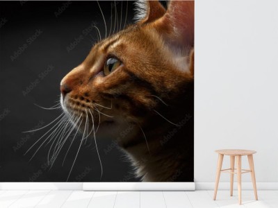 Fototapeta Bengalski kot z profilu