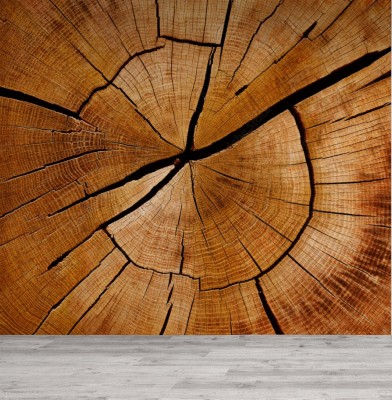 Fototapeta Przyrosty roczne i słoje w poprzecznej przekroju pnia drzewa