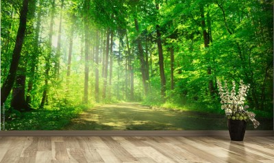 Fototapeta Leśna ścieżka w słońcu