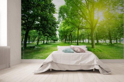 Fototapeta Ścieżka i drzewa w parku