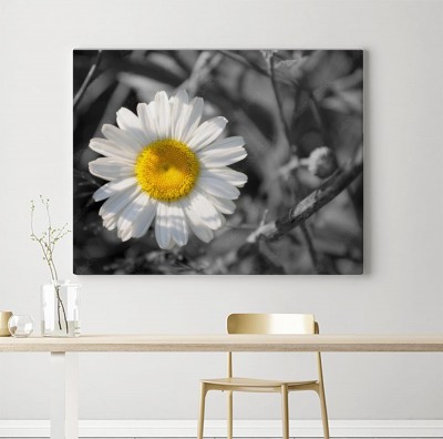 Obrazy do salonu Selektywna stokrotka