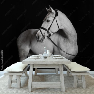 Fototapeta Biały koń holsztyński na czarnym tle