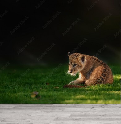 Fototapeta Młody lwiątko w środowisku naturalnym