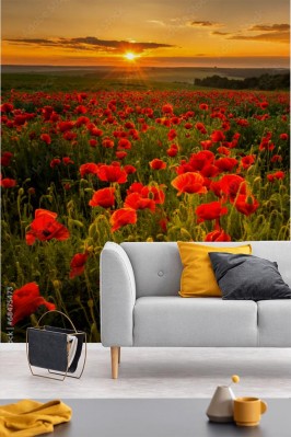 Fototapeta pionowa - Pole maków o zachodzie słońca