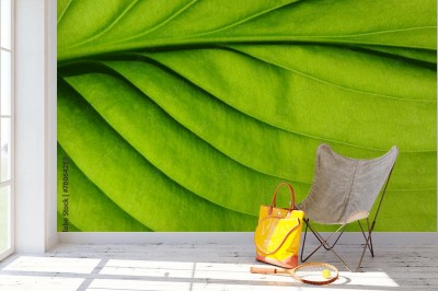 Fototapeta tekstura zielony liść