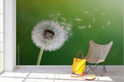 Fototapeta Zegar mniszka lekarskiego w porannym słońcu