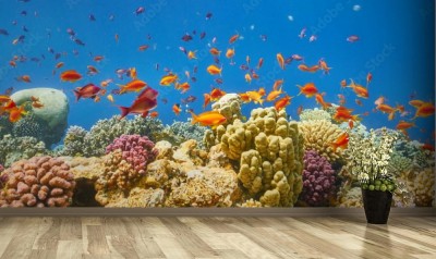 Fototapeta Panoramiczny widok na rafę koralową w morzu czerwonym