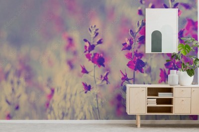 Fototapeta w piękne fioletowe kwiaty
