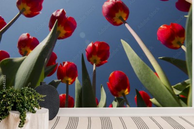 kultura-tulipanow-w-holandii