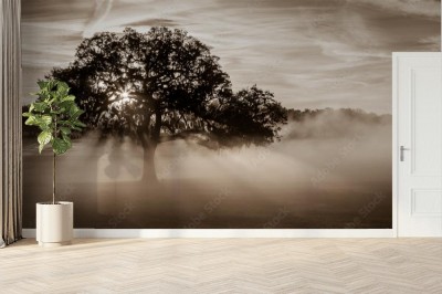 Fototapeta Surrealistyczna mgła przy pięknym drzewie