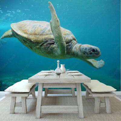 Fototapeta Żółw w morzu