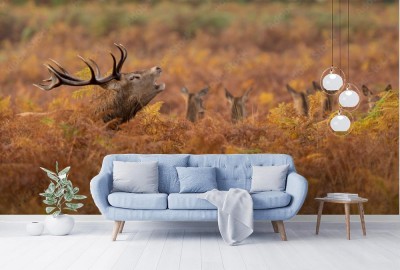 jelen-w-jesiennych-okolicznosciach-przyrody