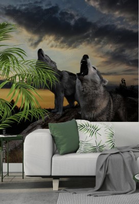 Fototapeta Wilki po zachodzie słońca