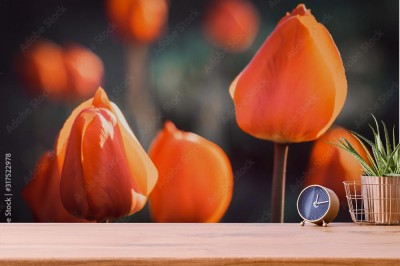 pomaranczowe-tulipany-rosnace-w-slonecznym-wiosennym-ogrodzie