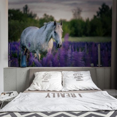 Fototapeta Portret siwego konia wśród kwiatów łubinu