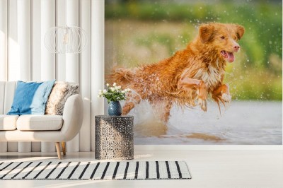 Fototapeta Szczęśliwy pies pluskający się w wodzie