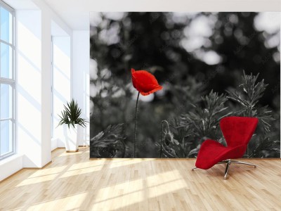 Fototapeta Jeden czerwony mak na czarno-białe tło