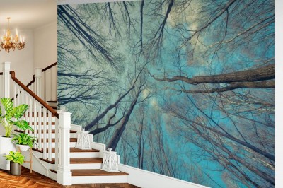 Fototapeta Las z żabiej perspektywy