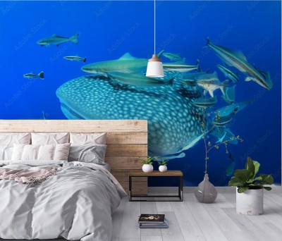 Fototapeta Rekin wielorybi