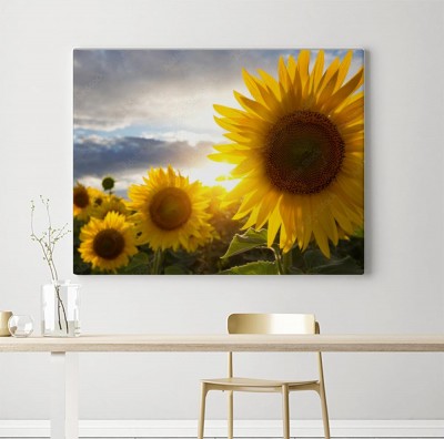 Obraz na płótnie Słoneczniki na polu
