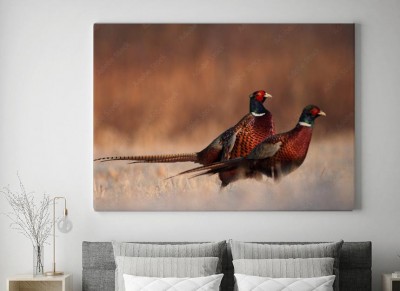 Obraz na płótnie Bażant