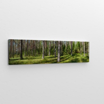 Obraz na płótnie Letnia panorama lasu