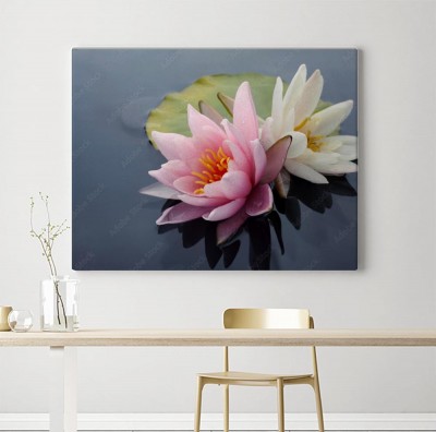 Obraz na płótnie Różowe i białe kwiaty lotosu lub kwiaty lilii wodnej kwitnące na stawie
