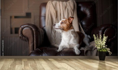 Fototapeta Terrier w fotelu