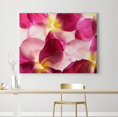 Obraz na płótnie Kolorowe płatki kwiatów