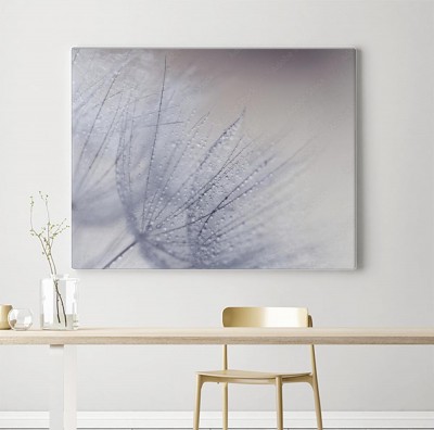 Obraz na płótnie Nasiona dmuchawca zroszone kroplami wody