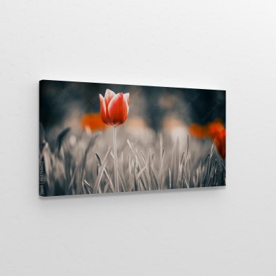 czerwony-tulipanowy-kwiat-w-wiosennym-ogrodzie