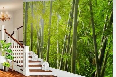 Fototapeta bambusowy las z promieniem światła