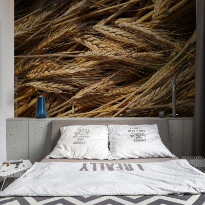 Fototapeta tło pszenicy