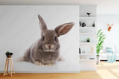 Fototapeta Królik