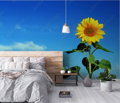 Fototapeta Piękny słonecznik