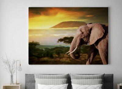 Obraz na płótnie Słoń na sawannie