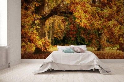 Fototapeta Jesienne dekoracje ze wspaniałym dębem