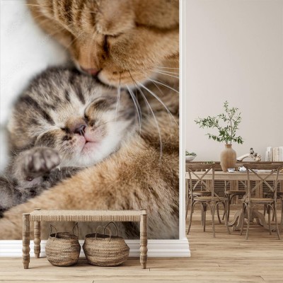 Fototapeta Kocia miłość