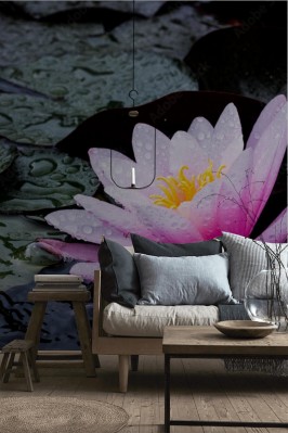 Fototapeta Lilia wodna w stawie