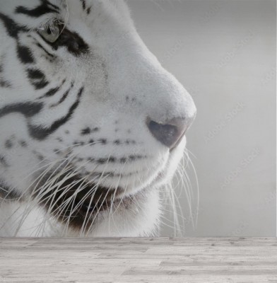 Fototapeta Portret białego tygrysa