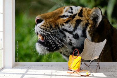 Fototapeta Tygrysia przyjemność