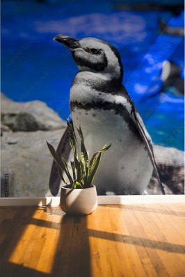 Fototapeta Pingwin magellański
