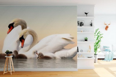 Fototapeta Rodzina łabędzi