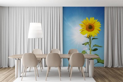 Fototapeta Piękny słonecznik