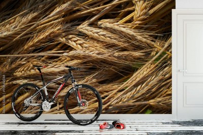 Fototapeta tło pszenicy