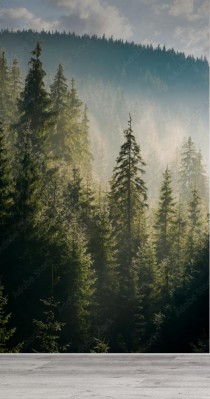 Fototapeta Świerkowy las na wzgórzu w porannej mgle